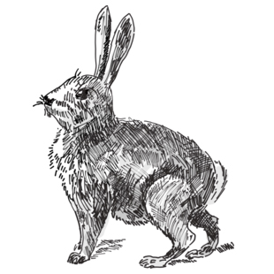 year-of-the-rabbit